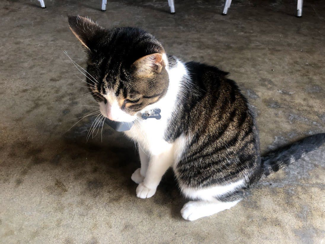 Brewery cat retires from mousing to enjoy laps, sunbeams and social media fame